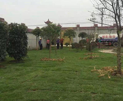 湖北绿怡草坪案例